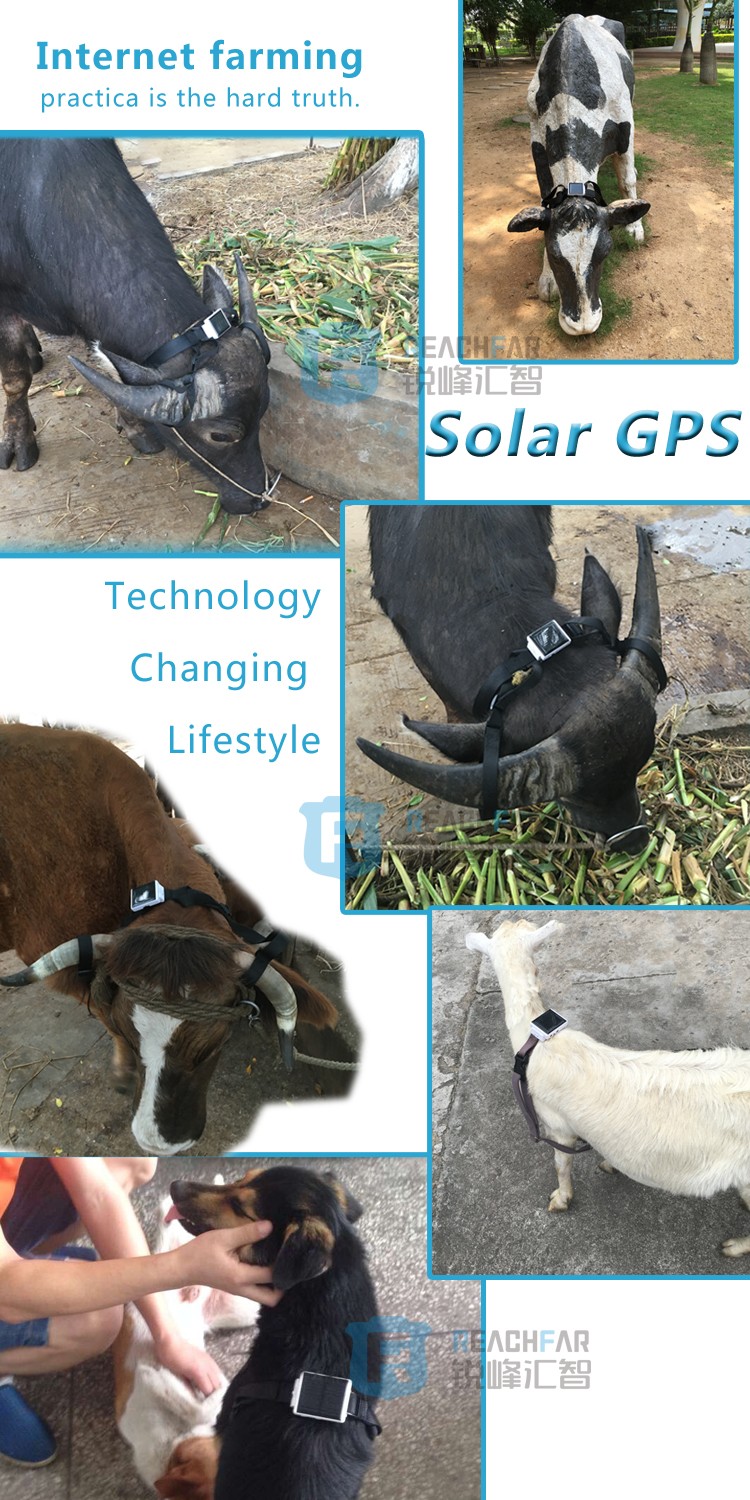 Reachfar rf-v26 mini waterproof solar gps tracker animal suitable for cattle/cow tracking