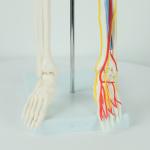 Full Size Anatomy Skeleton Model Chromatic Vessels Nerves 85cm