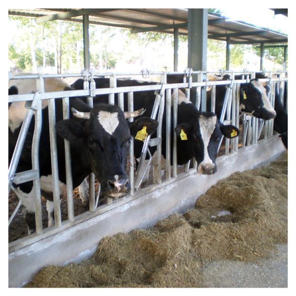 Buy cheap Hot Galvanized Length 6m Cattle Headlock Gate Anti Corrosion Pipe from wholesalers