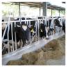 Buy cheap ISO Galvanized pipe Cow Head Lock from wholesalers