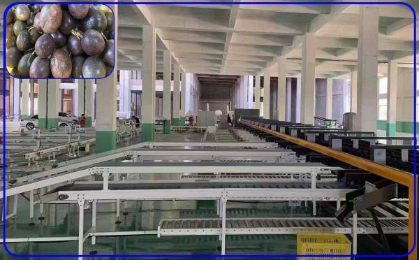 Industrial Passion Fruit Sorting Machine 2 Channel Intelligent Various