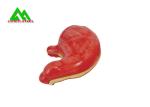 Recycled Medical Human Digestive System Model For Teaching Life Size 6 Parts
