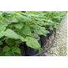 Buy cheap Greenhouse Hydroponic Planting Trough PP Roll For Fresh Cut Flowers Rose Cultivation from wholesalers