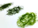 Sun-Dried Prolifera Seaweed Flakes Forest Green 120g Pouch For Seaweed Popcorn