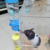 Buy cheap Plastic Water Bottle for Small Animals LCD Display 125ml like Hamsters and Rabbits from wholesalers