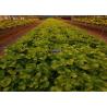 Buy cheap Agricultural Hydroponic Venlo Glass Greenhouse High Efficiency Energy Saving from wholesalers