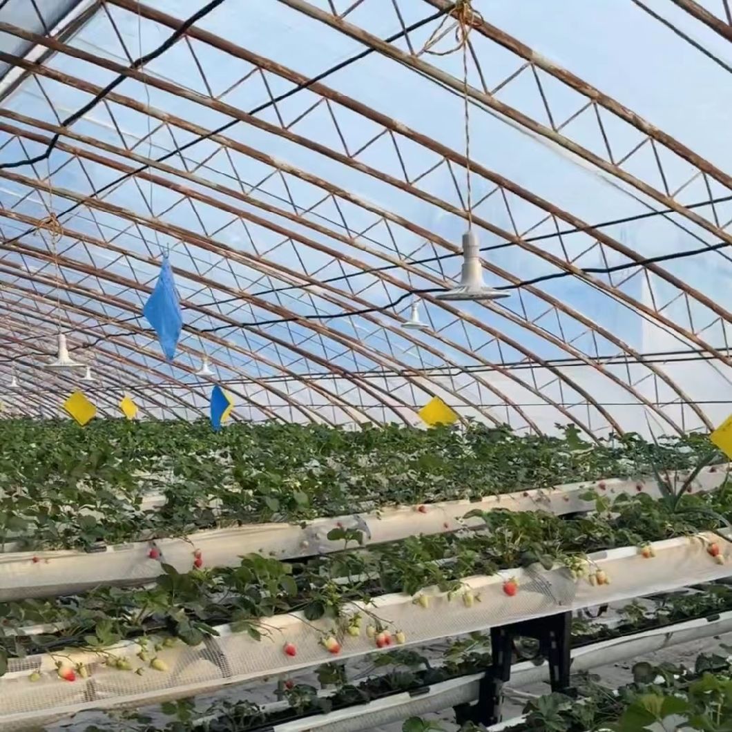 Hydroponics Sunlight Greenhiuse for Vegetable Strawberry Flower
