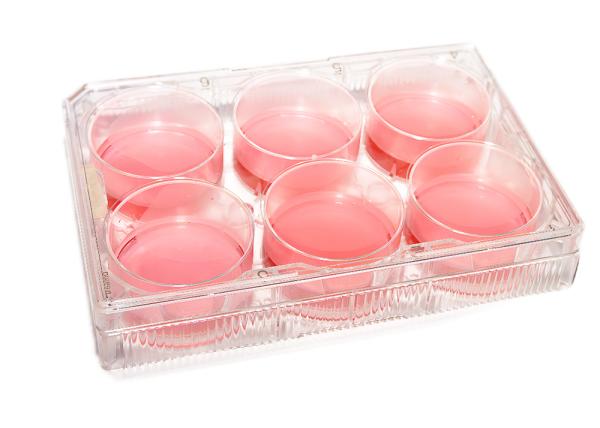 Buy cheap Gamma Irradiation Tissue 6 Well Cell Culture Plate Microbiology from wholesalers