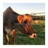 Buy cheap Cutting Service Offered Affordable Cattle Fence for Farm Animal Safety Length 10-200m from wholesalers