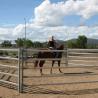 Buy cheap 1025 Cattle Galvanized Livestock Fencing 1.8mx2.1m 2.3mx2.2m from wholesalers