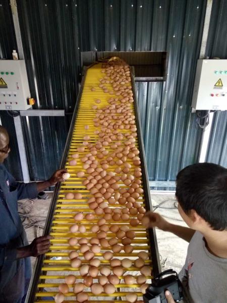 Buy cheap 5 Layer Q235 Battery Egg Layer Cages Poultry Field Chicken Cage from wholesalers