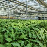 Commercial Greenhouse Type Roof Glass Greenhouse with Hydroponic System 30-Day