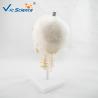 Buy cheap Medical Science Anatomical Skeleton Model Skull With Cervical Spine VIC-135 from wholesalers