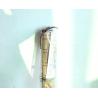 Buy cheap High Flatness Bamboo Roman Window Shades Easy To Install For Sukkot Tent Festival from wholesalers