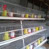Buy cheap ISO Battery Type Breeding Cage , 3 tier chicken cage For Poultry Farm Iris from wholesalers