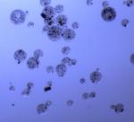 5 mL Magnetic Agarose Beads For Protein Purification 30 - 150 μm 20% Volume
