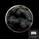 4D 51MM ( LMF )100% Polyester Staple Fiber Low Melt Virgin Non Siliconized