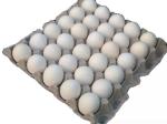 Egg Tray Equipment
