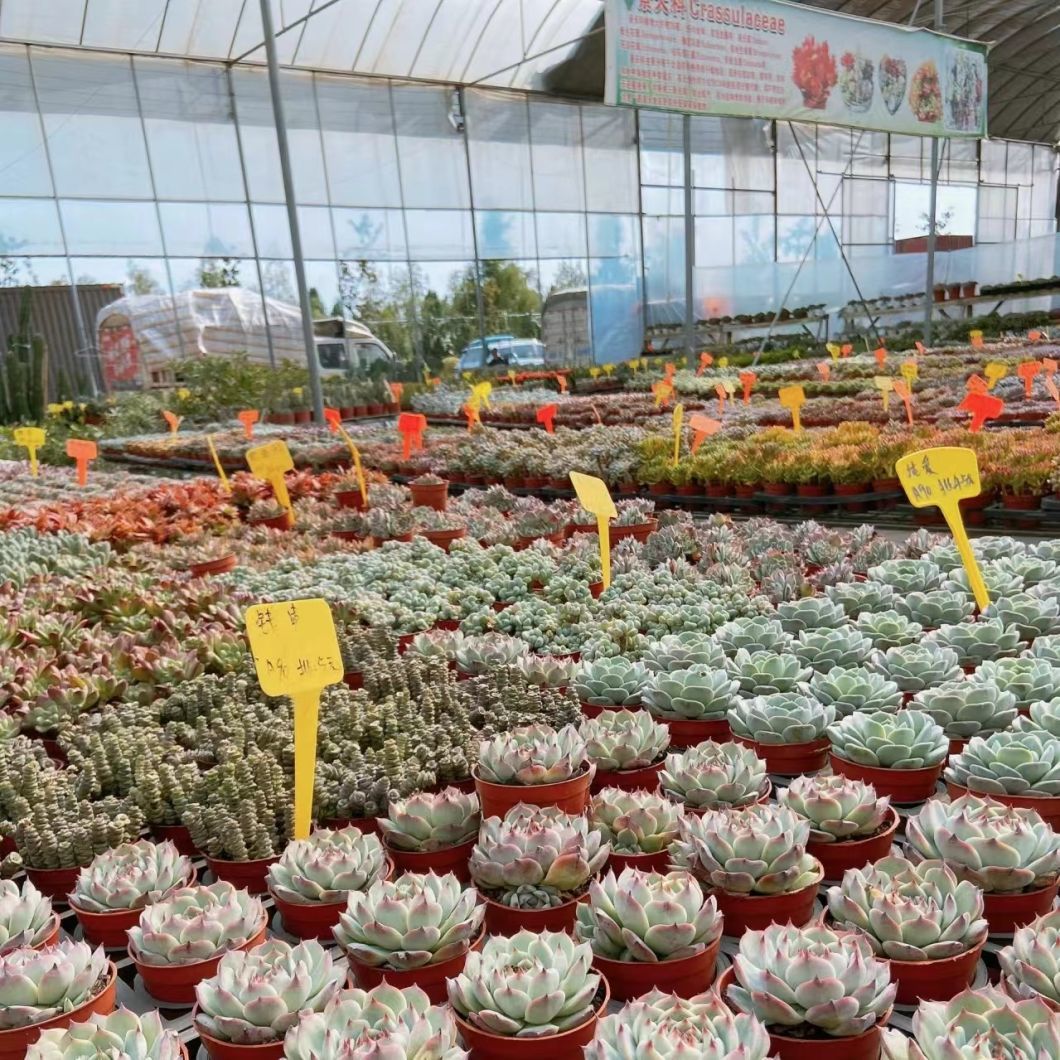 Multi-Span High Tunnel Po Film Greenhouse