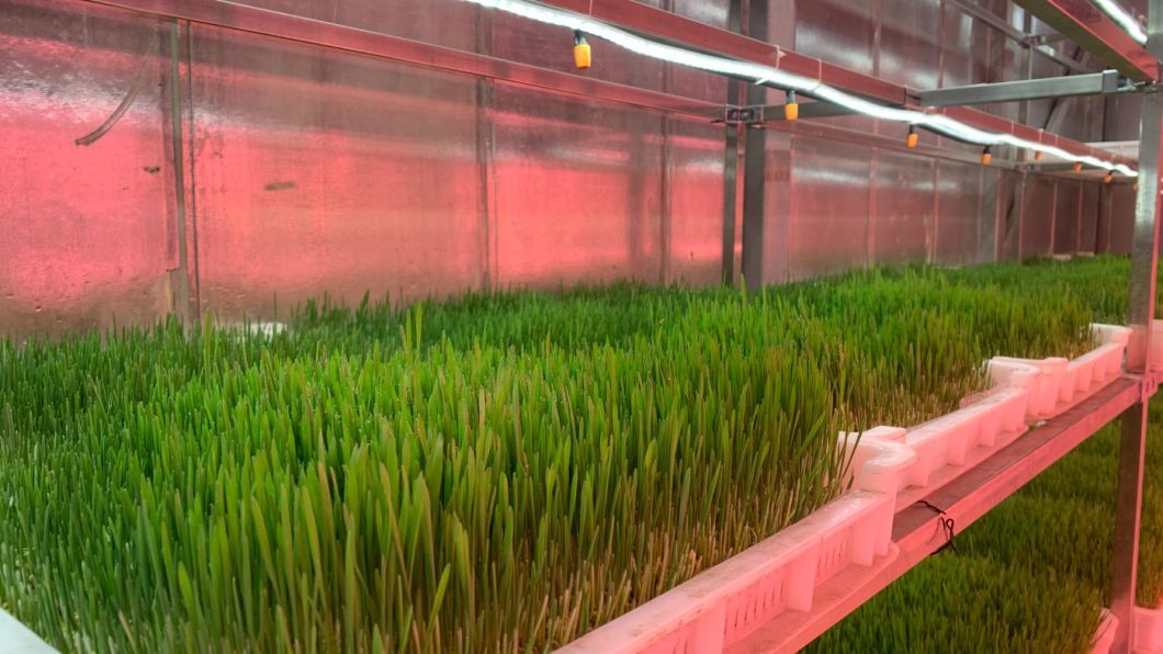 Vertical Farming Hydroponic Humidity Container Greenhouse