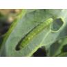 Buy cheap Spray Vegetable Natural Organic Biological Insecticides Wettable Powder Effective Against Adults & Eggs Diamondback Moth from wholesalers