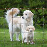 Galvanized Woven Wire Deer Fence for Farm and Field Kraal Height 0.8-2.4m Heat