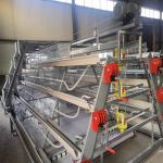 380V 50HZ Automatic Broiler Equipment For Chicken Houses Has Received SONCAP