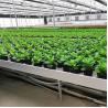 Buy cheap Plant Growing Greenhouse Accessories 4'×8' 4'×10' Ebb And Flow Rolling Bench from wholesalers