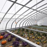 Buy cheap Full Payment Juxiang prime s Illuminate Sunlight Greenhouse for Tomato Film product