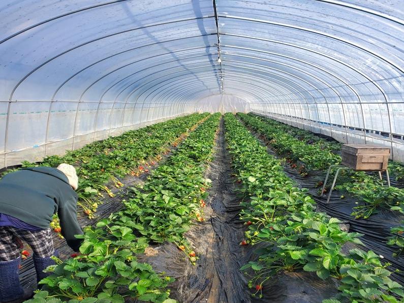 Film Solar Greenhouses Steel Structure Single Span Tunnel Greenhouse
