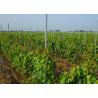 Buy cheap High Strength Vineyard Fence Posts , Erosion Resistant Grape Vine Stakes from wholesalers
