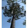 Buy cheap 25m 30m Camouflaged Broadleaf Ficus Monopole Telecom Tower Hot Dipped Galvanized from wholesalers