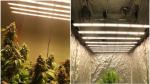 Topsung strips dimmable fullspectrum growing 1000 watt led grow light for indoor