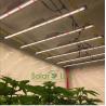 Buy cheap UL8800 Full Spectrum LED Grow Lights 90Watt Horticultural Lighting from wholesalers