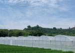 Customized Design Plastic Film Greenhouse , Lettuces Multi Tunnel Greenhouse