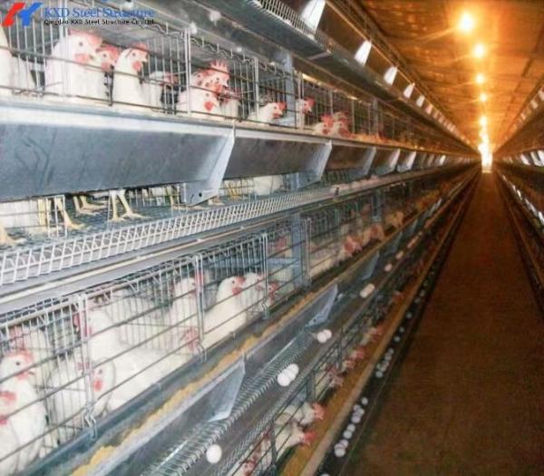 Buy cheap Custom H Type Broiler Rearing Cage , Full Automatic Broiler Cage System from wholesalers