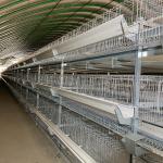 Hot Galvanized Commercial Chicken Layer Cage Silver Color