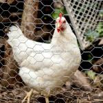 Galvanized Grassland Wire Mesh Fence for Cattle/Sheep/Field/Deer Farm 7ft x