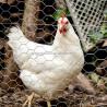 Buy cheap Powder Coated Cattle Fence for Agriculture Field Livestock Farm Hot Dipped Galvanized from wholesalers