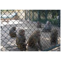 Buy cheap Chain Link Fence factory product
