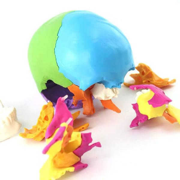 Buy cheap Disarticulated Human Skull Model Cranial 22 Parts Adult Life Size from wholesalers