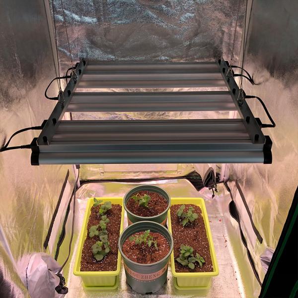 Buy cheap 45w Strawberry Lettuce Veg LED Grow Light For Indoor Tissue Culture from wholesalers