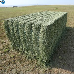 Buy cheap uv-treated hay pp baler twine for agriculture packing from wholesalers