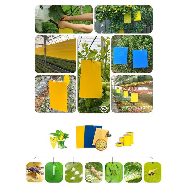 Yellow Sticky Insect Glue Trap Machine Hot Melt Fly Control Board For Pest Management
