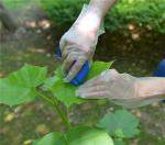 Food Service Water Proof Tpe Disposable Plastic Gloves 1.6g/Pc