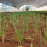 Buy cheap Agricultural Single Span Tunnel Strawberry PE Greenhouse Tunnel Plastic Greenhouse from wholesalers