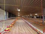 Chicken House Poultry Automatic Broiler Feeding Pan Feeder For Poultry Feeding