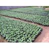 Buy cheap 44cm Pumpkin Greenhouse Plastic Nursery Pot 10 Gallon Hydroponic Bowl from wholesalers