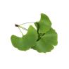 Buy cheap Regulate Blood Fat 24/6 Ginkgo Biloba Standardized Extract from wholesalers