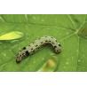Buy cheap Long Lasting Effect Pesticide SeNPV Bt Farmland Planting Vegetable Field Pest Killing from wholesalers